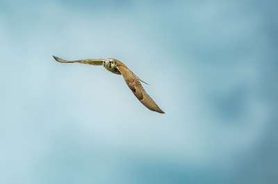 鸟 鸟的猎物 访问当地Peregrine 濒危物种 飞行中 蒙东