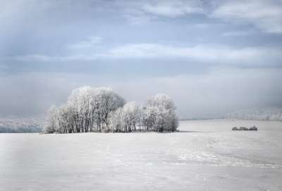 冬季 树木 性质 雪 欧陆 景观 冰皮月饼 白 心情
