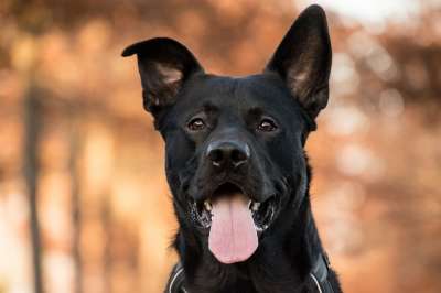狗 犬类 宠物 国内的 舌头 毛皮 哺乳动物 秋天 树木 金的