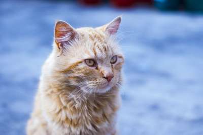 可爱的猫 长长的头发 吉祥物 小猫咪 毛皮