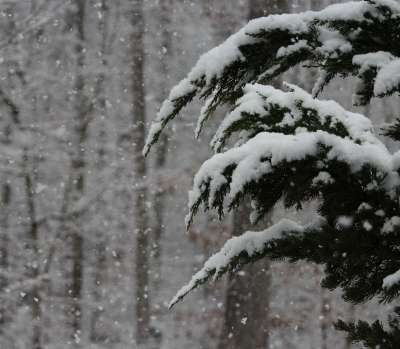 降雪 雪 冬天 风暴 雪花 下雪的 天气 十二月 一月 季节