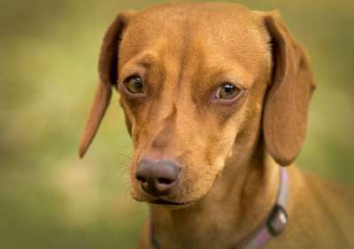 腊肠犬 眼睛 绿色 关 可爱的 宠物 狗 看着 国内的 犬类