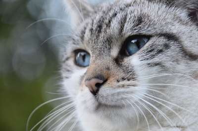 猫 胡同猫 欧洲猫 猫蓝色的眼睛 动物 阴云 女性 哺乳动物