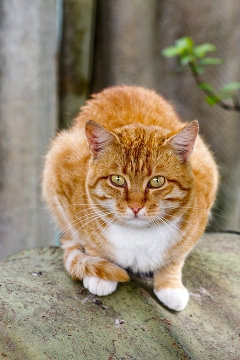 宠物 橙色的 年轻的 眼睛 猫科动物 孤立 猫 哺乳动物 可爱的