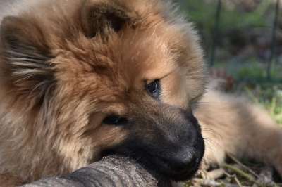 狗 狗Eurasier 婊子Ponieblue 吉祥物