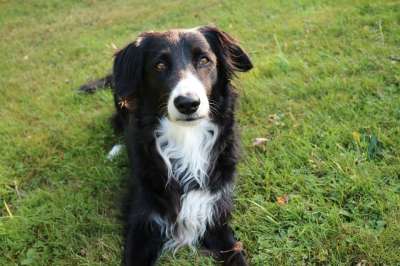 边境牧羊犬 狗 英国牧羊犬 纯种狗 牧羊犬 边境 肖像