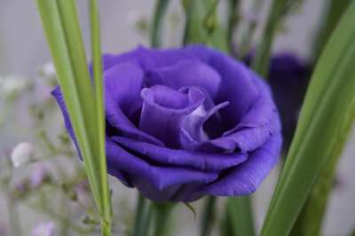 紫色的 花 开花 一束花朵 节日 紫色 关闭 鸵鸟 装饰性的