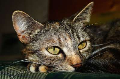 猫 猫眼 猫脸 Katzenkopf 头 关闭 厌倦 懒惰的