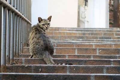 猫 回头 转头 动物 石阶
