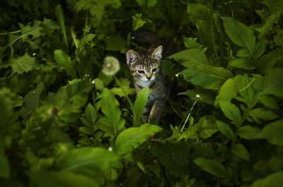 猫 动物 可爱的 有趣的 宠物 肖像 爱 头发 家 关心