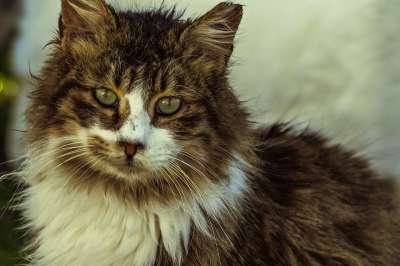 猫 迷路 眼睛 看着 哺乳动物 动物 可爱的 肖像 毛皮 脸