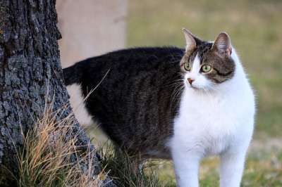 猫 毛皮 猫眼 家猫 家畜 猫脸 眼睛 树 好奇的