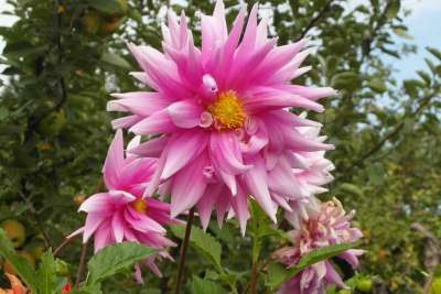 大丽花 花园 花 粉色的 在秋天 植物 图 Georginie