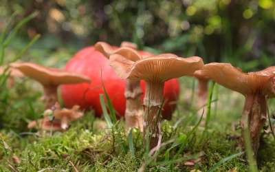 蘑菇 苔藓 草 落下 森林地面 草地 自然 南瓜 季节