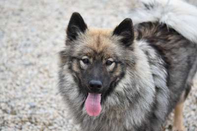 狗Eurasier Eurasier肖像 Eurasier 动物 狗