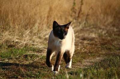 猫 暹 品种猫 暹罗 小猫 落下