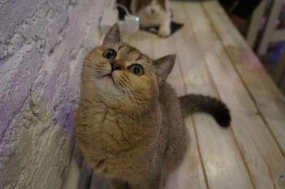 英国短毛猫 猫 宠物 动物 猫科动物 家畜 小猫 猫脸