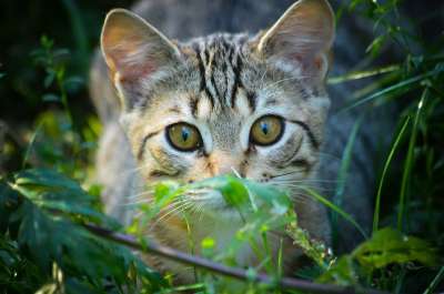 猫 动物 动物福利 家猫 家畜 宿醉 小猫 猫眼