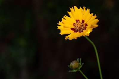花 黄色 黄色花 开花 自然 植物群 花园 夏天 在花园里