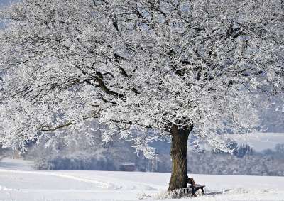 树 冬天 自然 季节 户外 霜 雪
