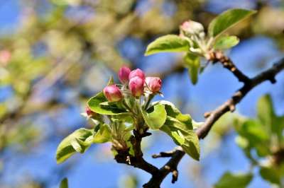 苹果花 苹果树 苹果树花 盛开 春天 开花 白色的 春花 梅花