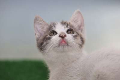猫 小猫 流浪猫 宠物 吉尔扬伊 动物 宝贝猫 可爱的 喵