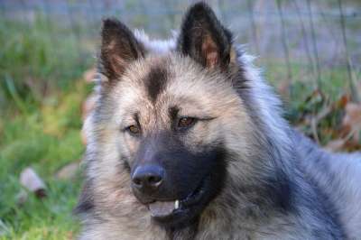 狗 母狗 婊子圣诞节 狗Eurasier 家畜 棕色眼睛 北欧狗