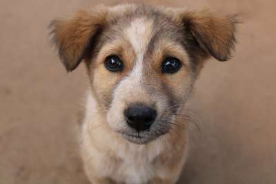 动物 狗 哺乳动物 朋友 宠物 犬类 特写 地球 行星