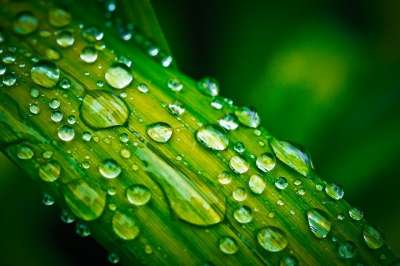 叶子 水滴 滴 宏 雨 雨滴 绿色 自然 关闭 树叶 植物