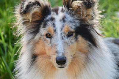 狗 母狗 设得兰群岛牧羊犬 女性 狗肖像 设得兰群岛牧羊犬蓝梅尔