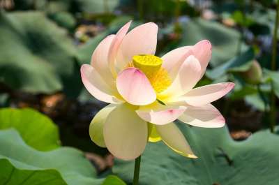 莲花 水 花 粉色的 冷静的 绿色 松弛 植物 开花 平静的