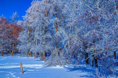 森林 冬天 雪 寒冷的 冰冷的 冬季景观 树木 霜 冻结