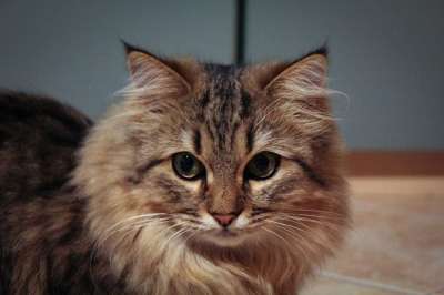 猫 家畜 动物 漂亮 长头发的 小猫 挪威森林猫 缅因州-库恩混