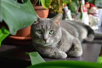 可爱的 宠物 肖像 猫
