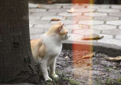 猫 动物 狗 舔 毛茸茸的 老虎 狮子 狐狸 眼睛 狗狗