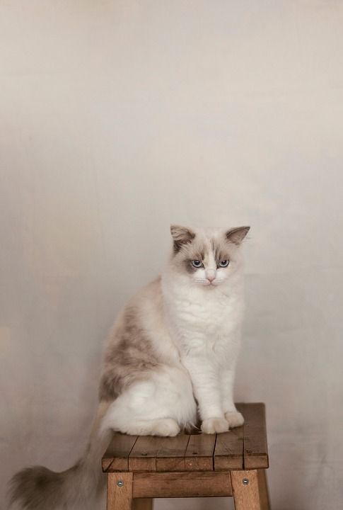 木制的 椅子 表 白色的 猫 宠物 动物