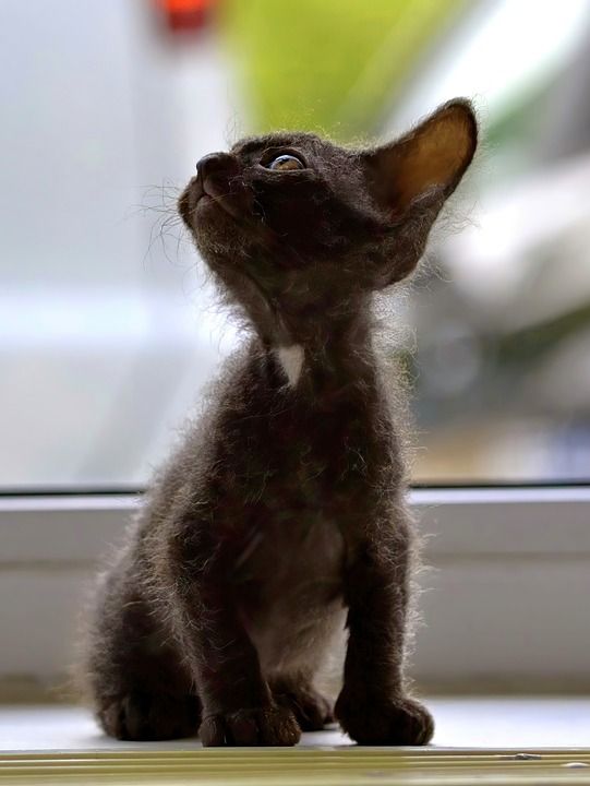 小猫 可爱的 猫 宠物 甜的 毛皮 年轻 有趣的 动物