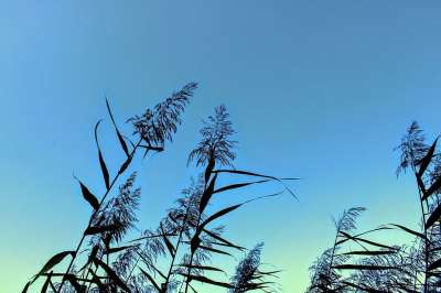 天空 性质 Reed 水 湖 景观 植物 草 Badesee