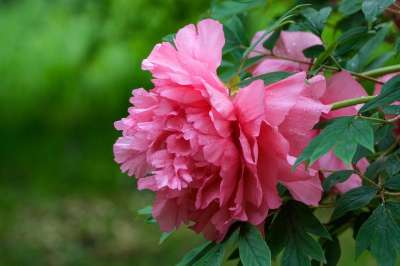 花 牡丹 开花 盛开 春天 植物群 湿的 雨滴 自然 牡丹