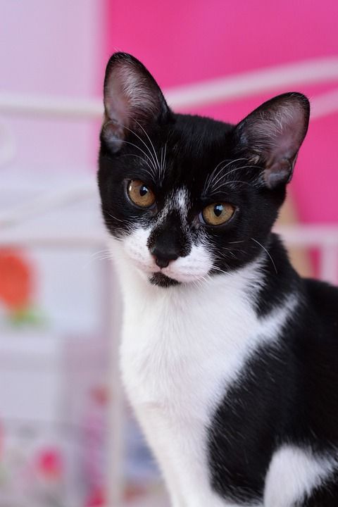 猫 家畜 黑白猫 家猫 年轻的猫 猫眼