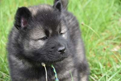 狗 小狗 年轻的狗Eurasier 男性Eurasier黑面罩 动物