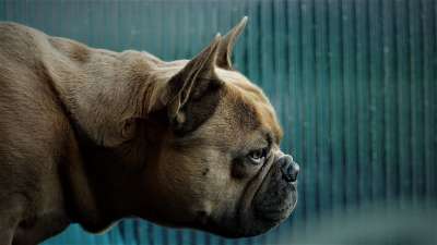 狗 动物 种族 毛皮 法国斗牛犬 好奇的 脸 眼睛 鼻子 耳朵