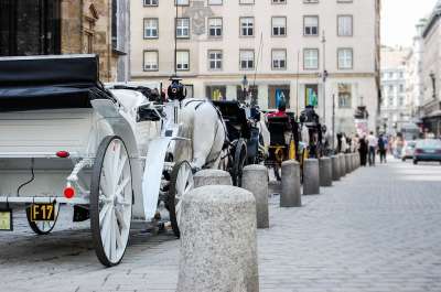 出租车 运输 马 维也纳 奥地利 去旅行