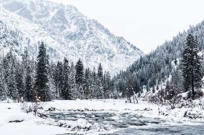 冬天 树 河 雪