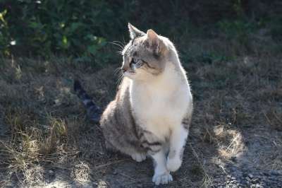 胡同猫 猫 外部 猫科动物 动物 家猫 家畜 猫云