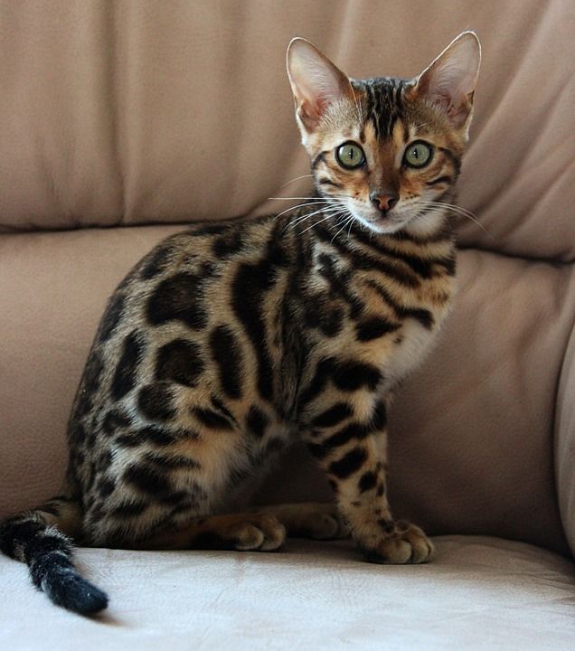 猫 孟加拉 小猫 猫科动物 食肉动物 猎人 动物