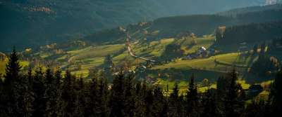 黑森林 枞树 落下 景观 自然 森林 外表 Feldberg