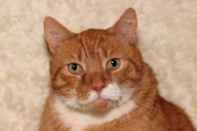 猫 宿醉 红色的 家畜 动物 家猫 猫脸 猫眼 猫肖像 头