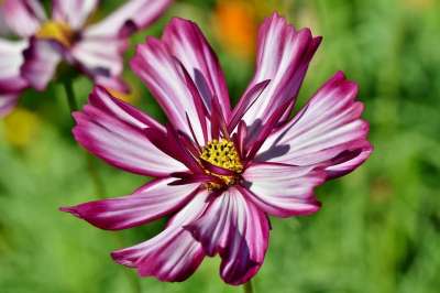 Cosmea 花 开花 花瓣 植物 植物群 自然