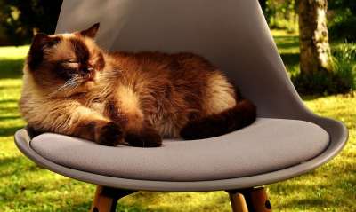 英国短毛猫 猫 家猫 非常漂亮 英国 短发 野生动物 毛皮 动物